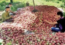 सड़क सुविधा ना होने के कारण बागवानों का सेब सड़ने की कगार पर