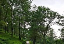 कांगड़ा : कांगड़ा घाटी में चाय बागानों को मौसम की मार