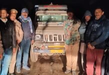 शिमला : वन माफिया द्वारा ठियोग में काटे गए देवदार के पेड़