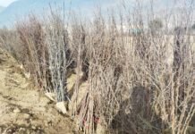 निरमंड : निरमंड, आनी में बागवानों को विभिन्न किस्मों के पौधे किए जा रहे वितरित