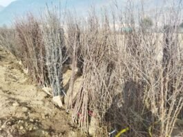 निरमंड : निरमंड, आनी में बागवानों को विभिन्न किस्मों के पौधे किए जा रहे वितरित