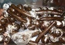 रामपुर बुशहर : रतनपुर में धरा चरस तस्कर, 43 ग्राम चरस बरामद