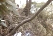 शिमला : उपमंडल ठियोग में वाहन दुर्घटनाग्रस्त, चालक की मौके पर मौत