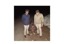 रामपुर : गौरा-जलिंड मार्ग पर दबोचा चरस तस्कर, 131ग्राम चरस बरामद