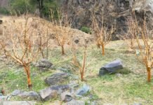 भरमौर : भरमौर में लंगूरों का कहर, बागवानों की मेहनत पर फेरा पानी