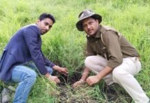 किन्नौर : पंचायत चौरा में चील जंगल में किया पौधारोपण