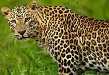 राजगढ़ में तेदुए का आतंक, डीएफओ ने जारी की एडवायजरी