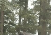 राष्ट्रीय खेलों में दम खम से उतरेगा हिमाचली कुराश दल -हरदेव सिंह