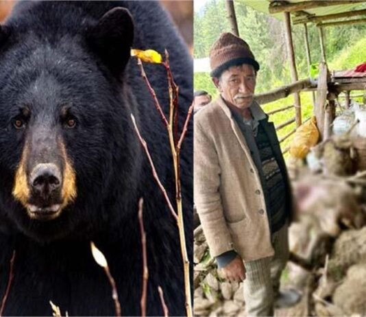 रामपुर में भालू का आतंक, 80 भेड़ों को मार डाला, 20 घायल